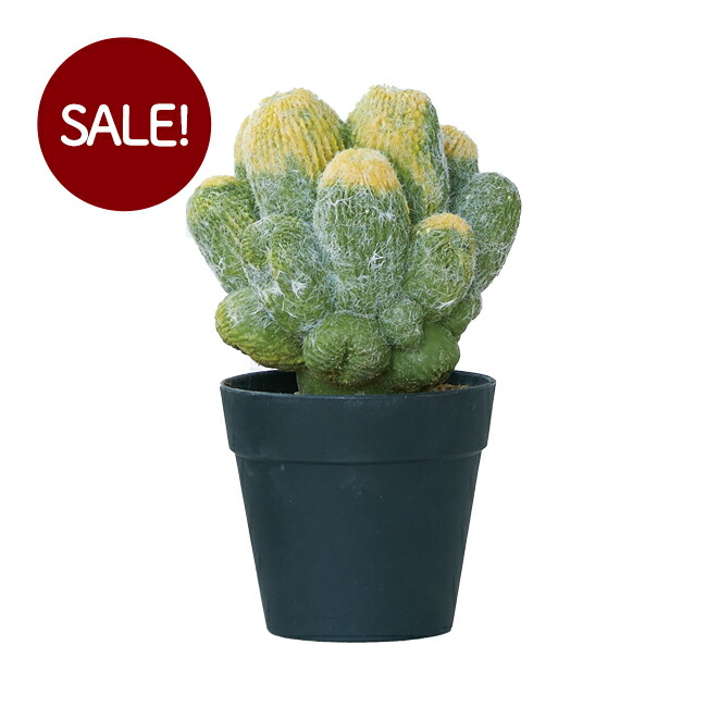 楽天市場】【造花】【フェイクグリーン】 ミニサボテン ポット