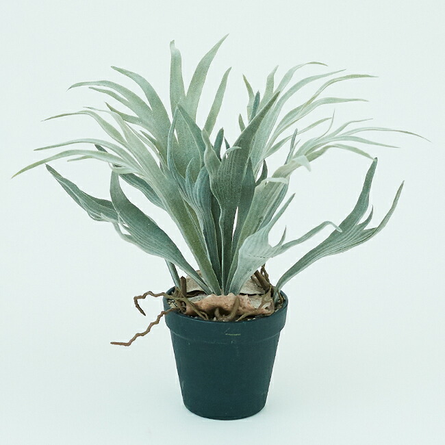 光触媒　人工観葉植物　ウォールグリーン　フェイクグリーン　ユッカロストラータ 楽天市場】ユッカ ロストラータ フェイクグリーン おしゃれ 人気