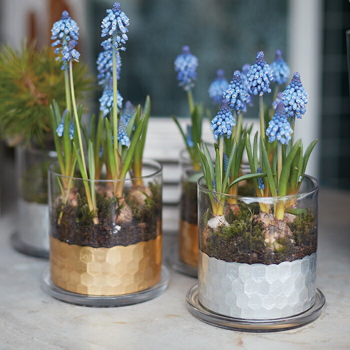 楽天市場】SERAX(セラックス) カーニボアベース Φ14 4号 ガラスドーム