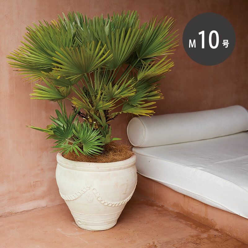 楽天市場】チュニジア トールアンフォラ L 13号 ≪植木鉢 大型