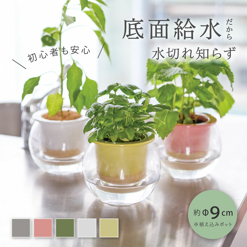 楽天市場】シリンダーガラスポット 11 受け皿付き【植木鉢 おしゃれ 鉢