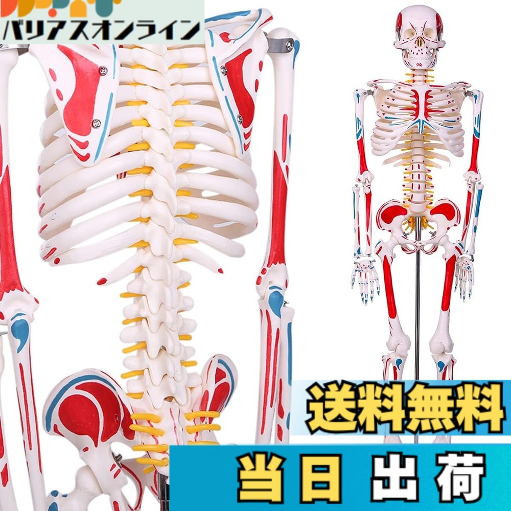 【貨物輸送無料】【自然科学治療法士締めくくる】人身枠組みひな型 高慥かさ1/2人身真似形 腕力起始／差し止める色書きあらわす型 85cM 照明ランプ付き添い人 教材 刀圭