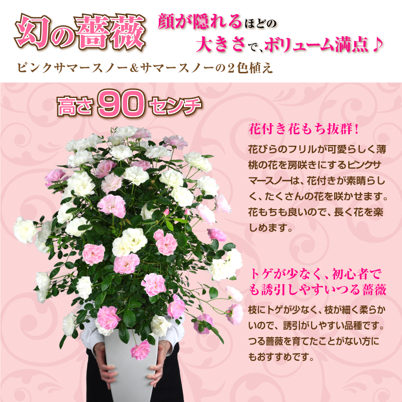 楽天市場 7号鉢 高さ90センチ 2色植え 幻の薔薇 ピンクサマースノー サマースノー 母の日プレゼント用ラッピング付 21年 花 ローズ 鉢植え ハルガスミ つる薔薇 花鉢 芝生のことならバロネスダイレクト