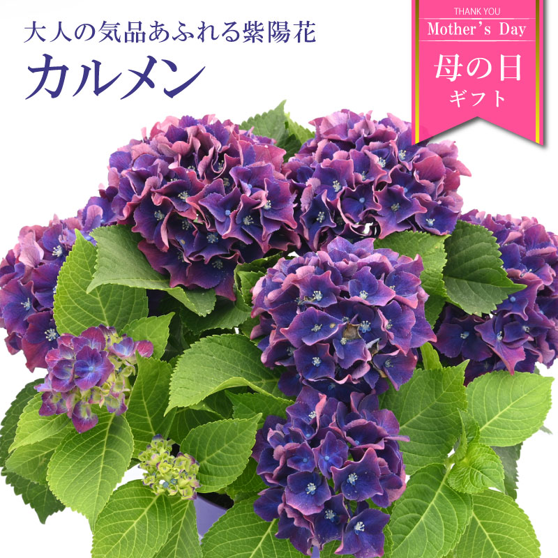 楽天市場】【数量限定】紫陽花 ネイビーブルー 5号鉢 鉢植え ギフト 母