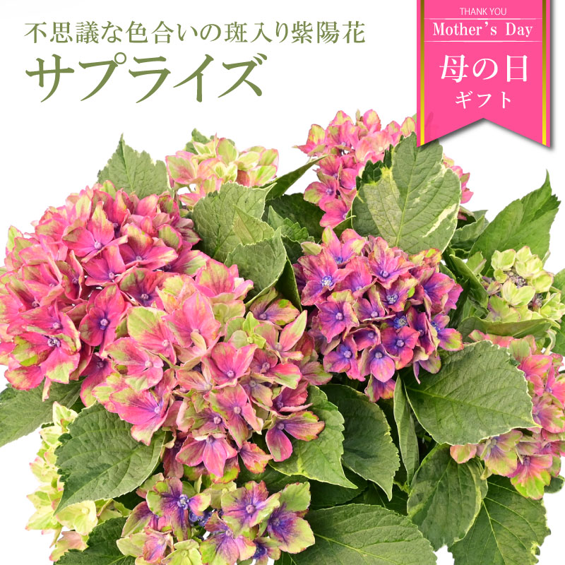 楽天市場】【数量限定】紫陽花 あじさい タイニーガール 赤 4.5
