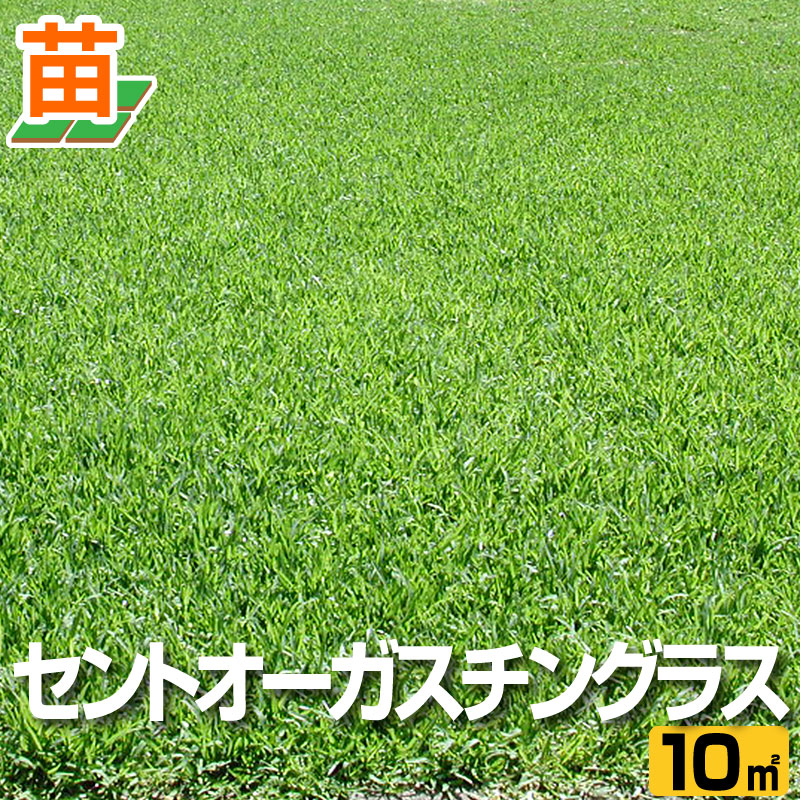 産地直送 芝生 宮崎産 セントオーガスチングラス 張り芝用 １０平米 3坪分 芝生 暖地型 芝生 天然芝 暖地型 園芸 芝生 のことならバロネスダイレクト日陰に強く 省力管理が可能 葉幅約１センチ