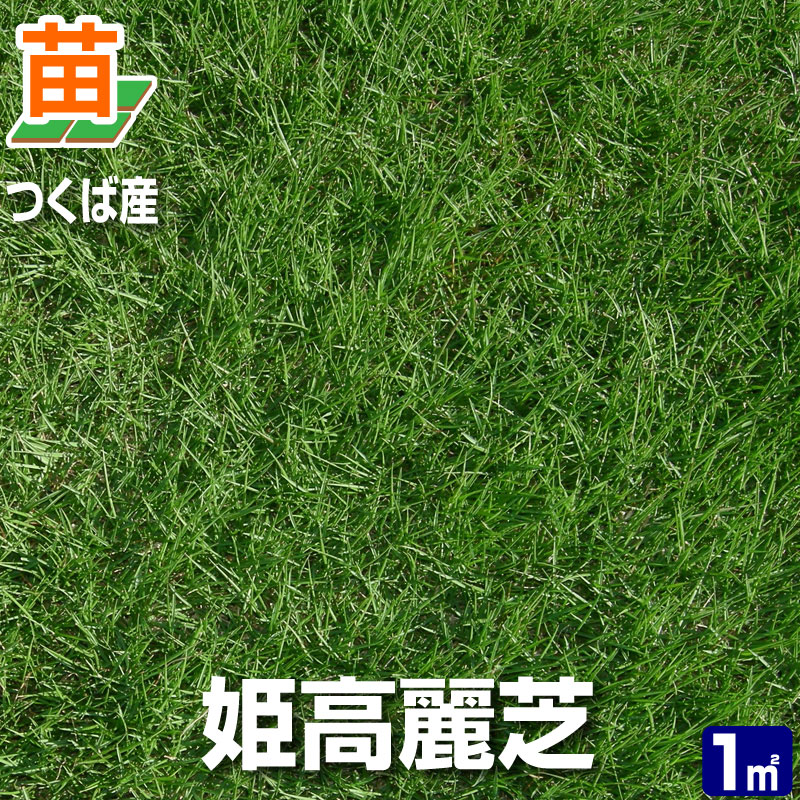 楽天市場 10月頃販売再開予定 産地直送 つくば産 姫高麗芝 張り芝用 １平米 0 3坪分 芝生 暖地型 天然芝 園芸 芝生 のことならバロネスダイレクト