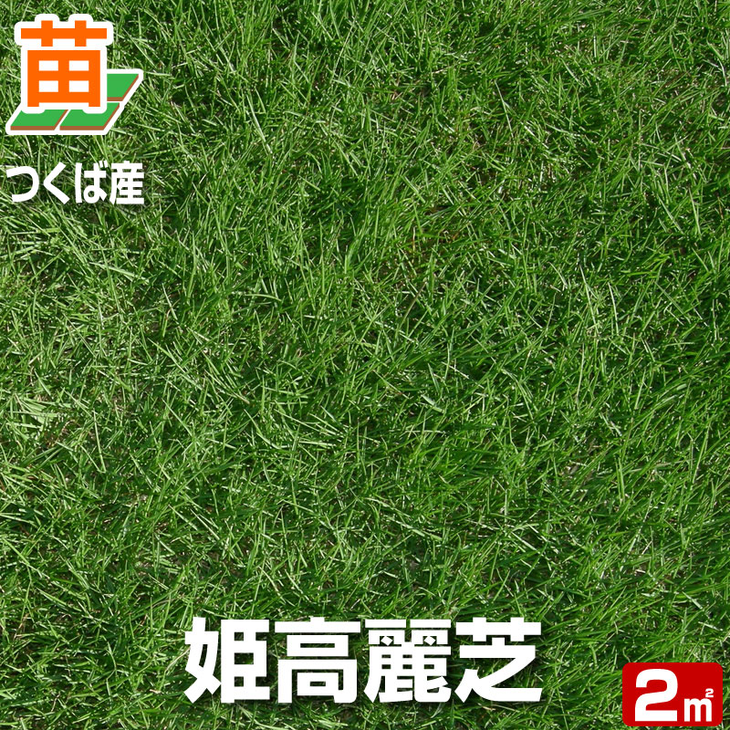 楽天市場 産地直送 つくば産 姫高麗芝 張り芝用 ２平米 0 6坪分 芝生 暖地型 天然芝 園芸 芝生のことならバロネスダイレクト