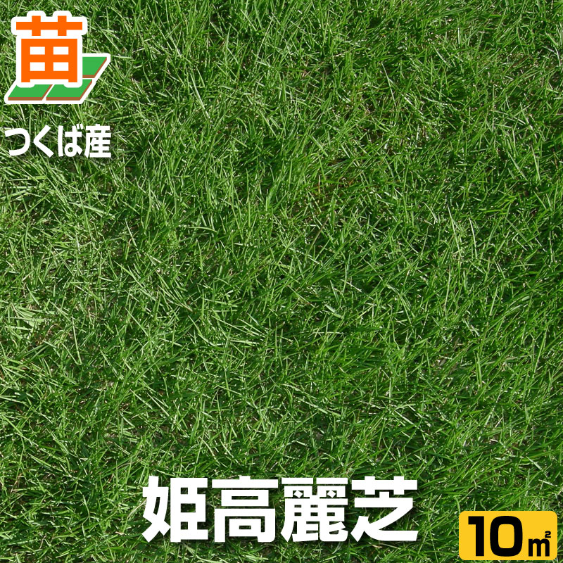 楽天市場 産地直送 つくば産 姫高麗芝 張り芝用 １０平米 ３坪分 芝生 暖地型 天然芝 園芸 芝生のことならバロネスダイレクト