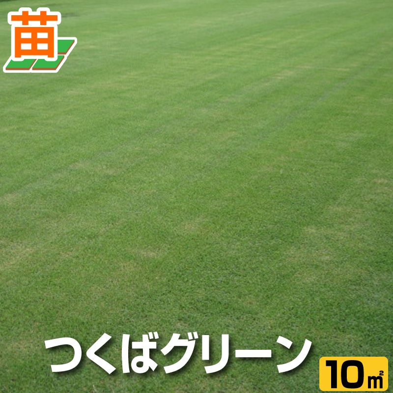 つくば産 １０平米 3坪分 芝生 暖地型 天然芝 つくばグリーン 野芝 園芸 芝生のことならバロネスダイレクト高密度で葉幅2 5ミリ程度の日本芝 １０平米 3坪分 新鮮さが違います 農場から直送されるので 産地直送 Www Budva Me