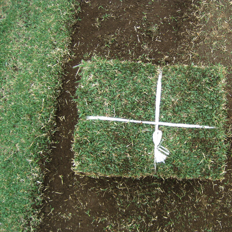 10月9日 のお届け 産地直送 つくば産 つくばグリーン 野芝 平米 3坪分 芝生 暖地型 天然芝 園芸 Deerfieldtwpportage Com