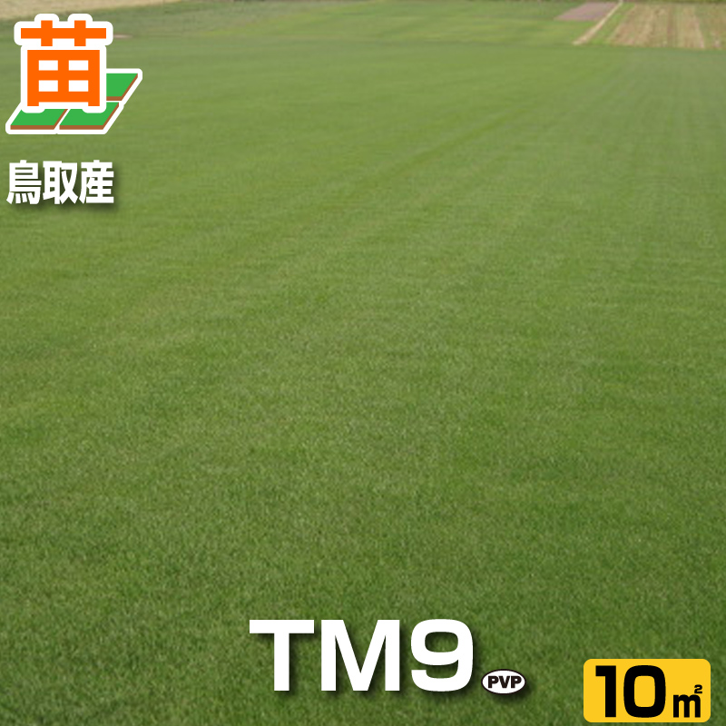 楽天市場 芝生 Tm9 2平米 ティーエムナイン 鹿児島産 高麗芝 手入れが楽 簡単で見た目もキレイな芝生 楽天市場芝生ジャンル連続1位獲得 やっぱり人工芝より天然芝 ガーデニング Diy 美景観 省管理 少ない肥料 店頭受取対応商品 プロジェクト鹿児島