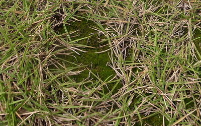 楽天市場 芝生用コケ専用防除剤 キレダー Acn水和剤 500g コケ類 藻類 日本芝全般 高麗芝 西洋芝全般 ベントグラス 芝生 のことならバロネスダイレクト