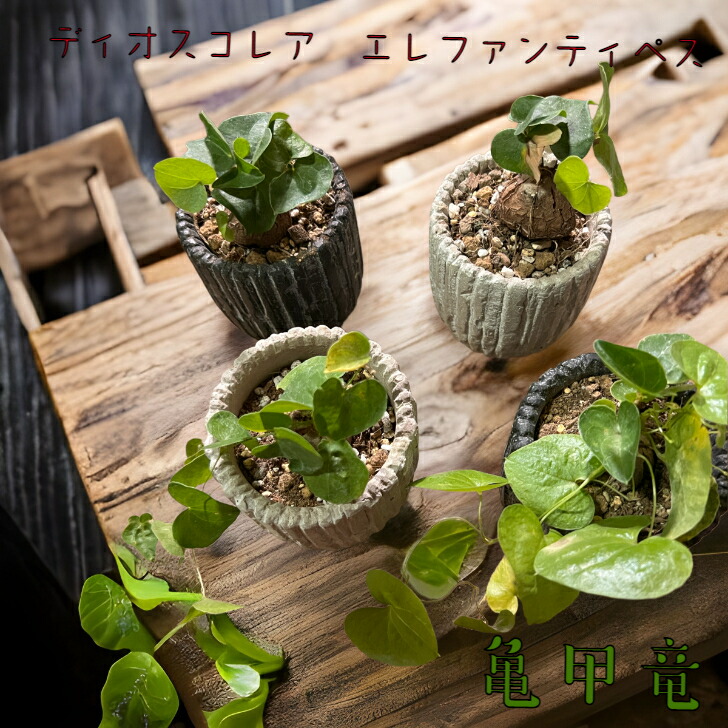 楽天市場】亀甲竜 エレファンティぺス コーデックス 塊根植物 多肉植物 ビザールプランツ 送料無料 : base plantz