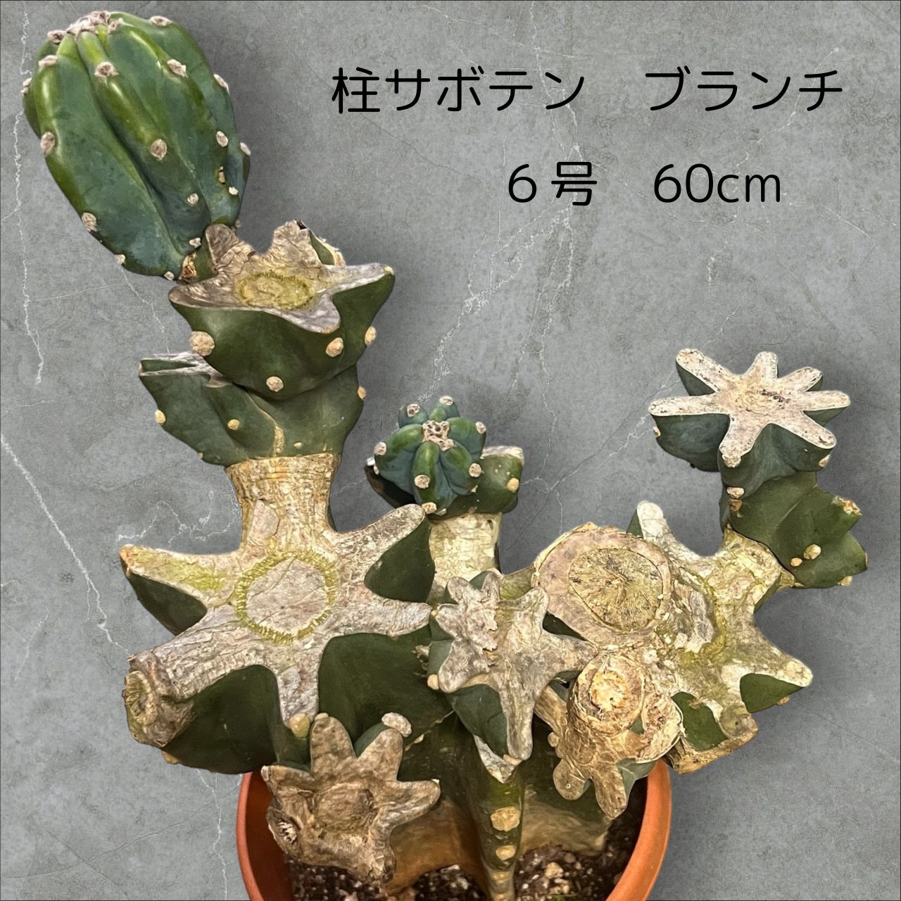 楽天市場】【楽天スーパーセールポイント最大46.5倍】 柱