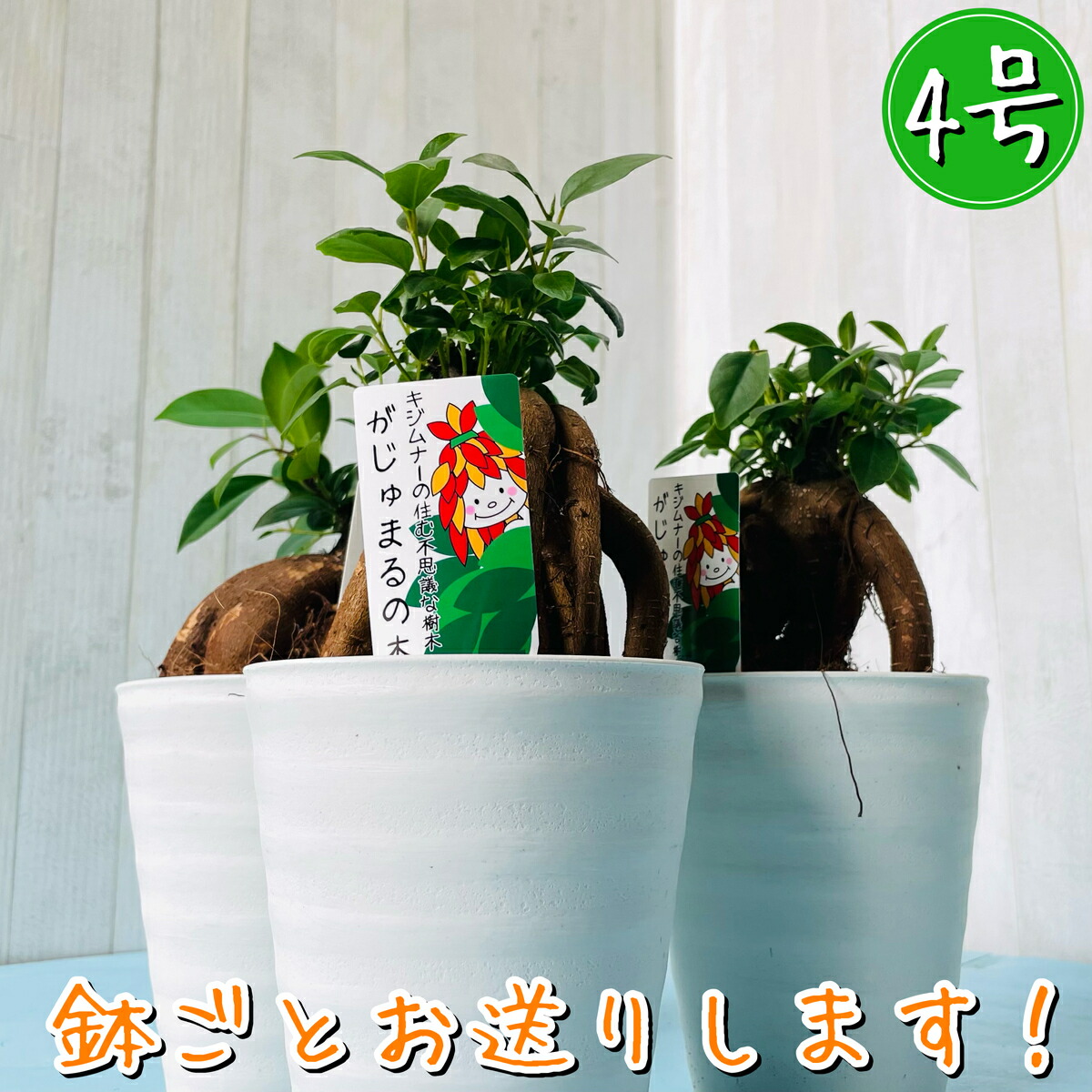 ガジュマル 初心者向け 観葉植物 部屋で育てる 枯れにくい植物 丈夫な植物 育てやすい植物 かわいい 人気の観葉植物 22正規激安