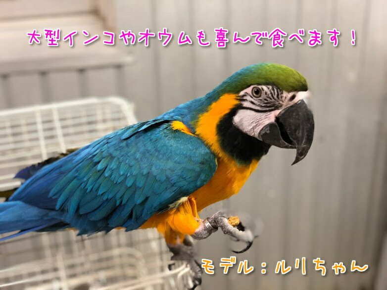 賞味期限 22 3 24 当日発送可能 大容量 Mazuri マズリ パロットメンテナンス 11 3kg 餌 エサ フード ペレット インコ オウム Kanal9tv Com