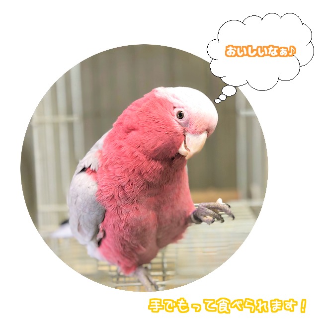 楽天市場 アリメペット 乳酸菌 タブレット 小動物用 ５０ｇ ウサギ うさぎ ハムスター リス フェレット インコ オウム 栄養補助食品 腸内活性 健康管理 健康維持 餌 フード サプリ ｂｃｙ楽天市場店