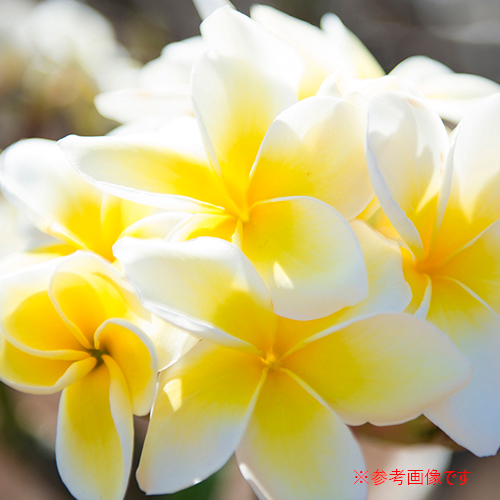 Hawaiian Plants ハワイアンプランツ Plumeria プルメリア 鉢植え 5号数 白いこと 黄色 Rasreviri Com Br