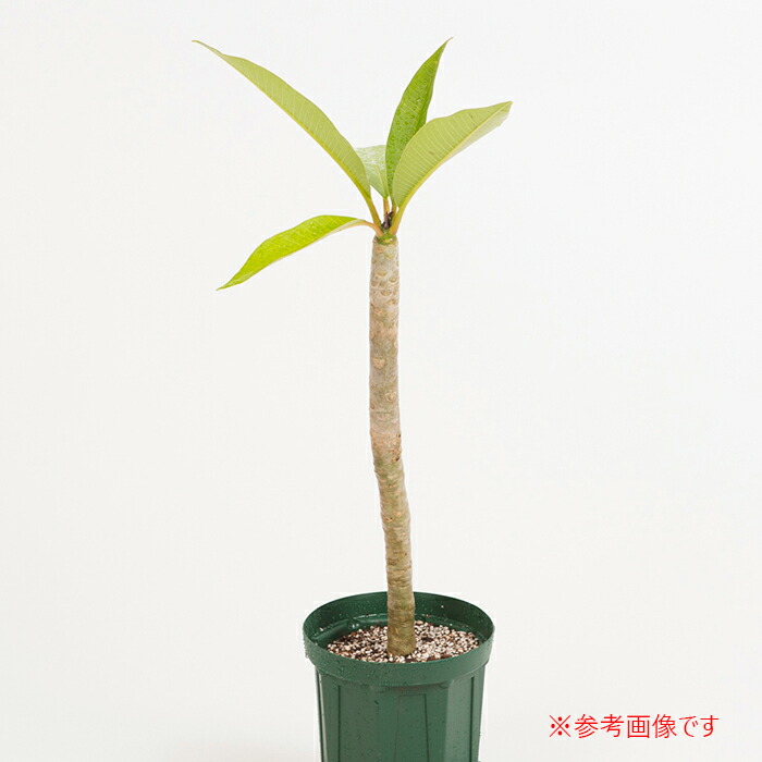 Hawaiian Plants ハワイアンプランツ Plumeria プルメリア 鉢植え 5ナンバー 白色 イエロー Lapsonmexico Com
