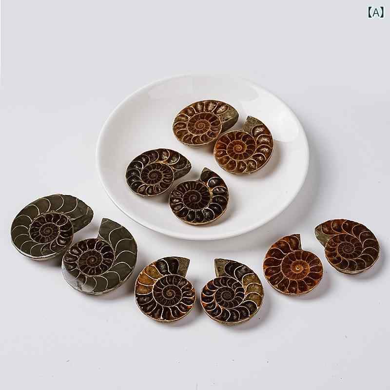 国境を 越えた 売れ筋の 生まれながら 綿津見 毛の荒物 骨化、 菊 石、 でんでん虫 骨化、古 生物科学 原鉱 ひな形、 赤ちゃん 向けの 一般受け 科学の科目 原石