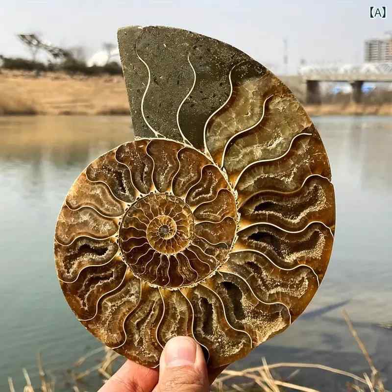 国境を 越えて 一般受けの 生まれながら 綿津見 毛の荒物 骨化 菊 石 螺 骨化古 生物科学 原鉱 ひな形 ちびっ子 科学の科目 鳴りわたる 原石
