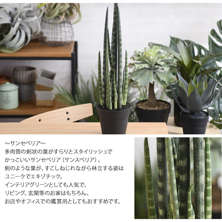 Brown 茶 サンセベリア ポット 1 1 サンスベリア 観葉植物 偽造品パッティンググリーン ボタニカル 造花 きりっとした ポット 賎陋 家具 見せつける 癒し 休み 人工観葉植物 おとり繕う冗 お個室に粉飾だけでリラックス果が味わえる Damienrice Com