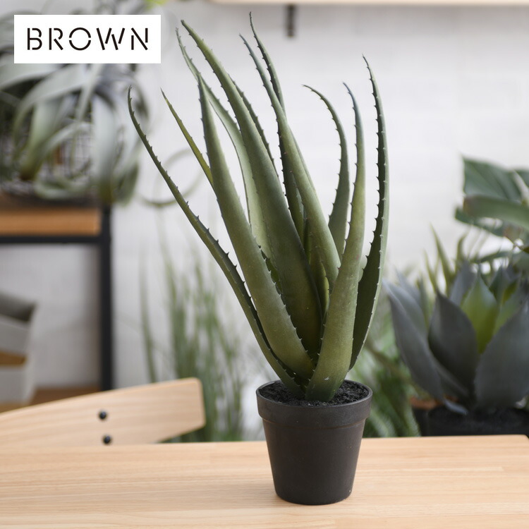 楽天市場】Brown. ブラウン モンステラ ポット 28 992050 観葉植物