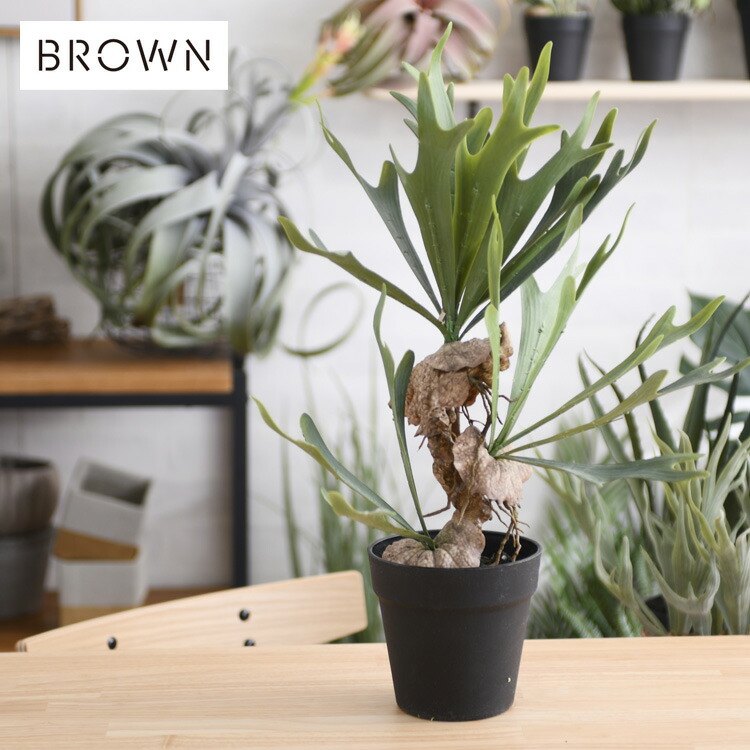 Brown ブラウン ビカクシダ ポット 52 030 1 観葉植物 フェイク新緑の色 ボタニカル 造花 おしゃれ ポット 小さい インテリア ディスプレイ 癒し リラックス 人工観葉植物 お手入れ余計 お座敷に飾るだけでリラックス効果が味わえる Rayapal Com