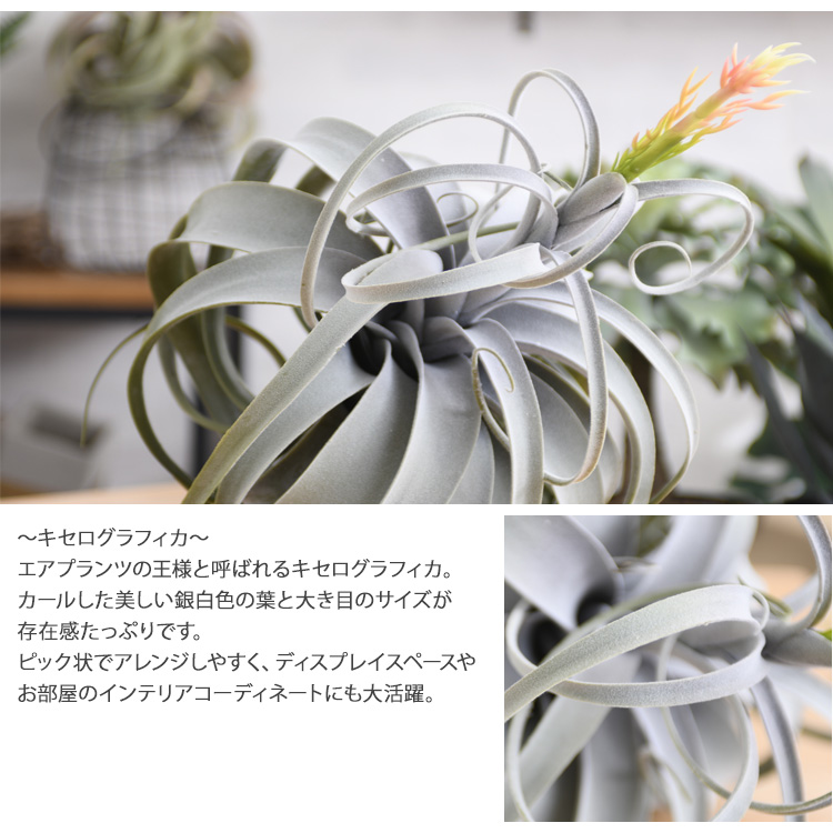 Brown ブラウン キセログラフィカ 爪 花附き Ba290 1 観葉植物 偽緑 ボタニカル 造花 小意気 ポット ごく小さい ファニチャー 発揮 癒し 休憩 人工観葉植物 送料無料 お復原不要 お房室に粉飾だけでリラックス所産が味わえる Damienrice Com