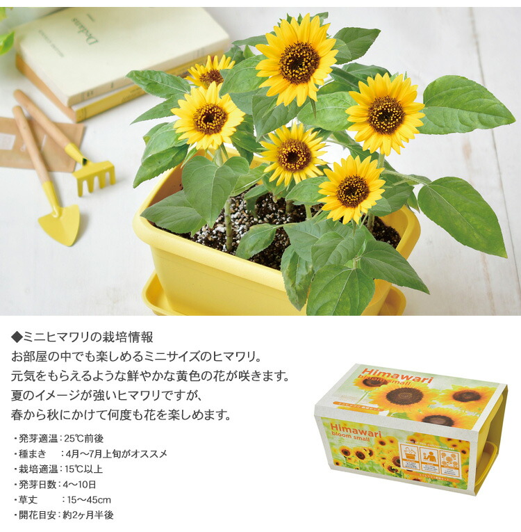 楽天市場 栽培キット エンジョイプランター ガーデニング 栽培キット 室内 食育 育てる 家庭菜園 花 野菜 ひまわり 向日葵 コスモス 秋桜 ビオラ 手作り 工作 インテリア おしゃれ プレゼント 大人 趣味 夏休み 小学生 子供 体験 キット Diyインテリア Rooming ルーミング