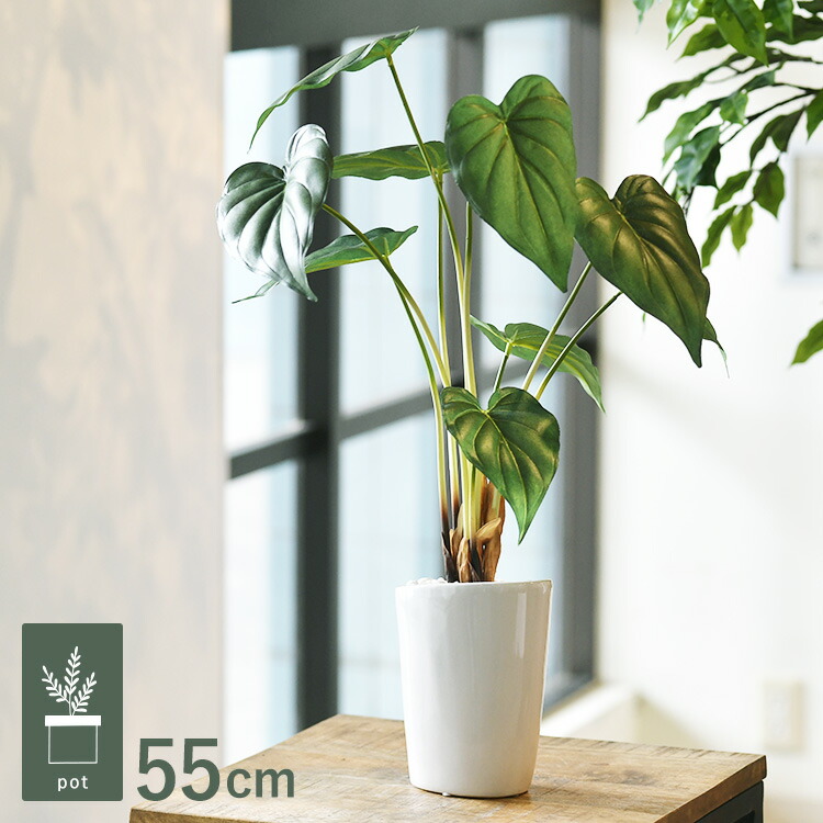 楽天市場】アロカシア ローライダー 7号鉢 大型種 観葉植物