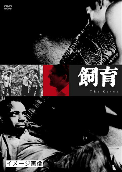 【中古】 飼育 [DVD]｜ベアホームズ