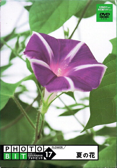 【中古】 Photobit 17 夏の花