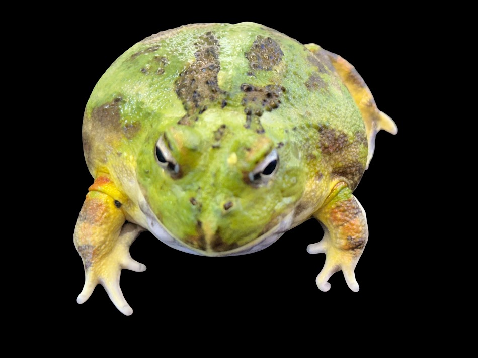【BearsFrog】クラチャコガエル 緑であること系 国内CB 約6～7ｃｍ 1匹 牡