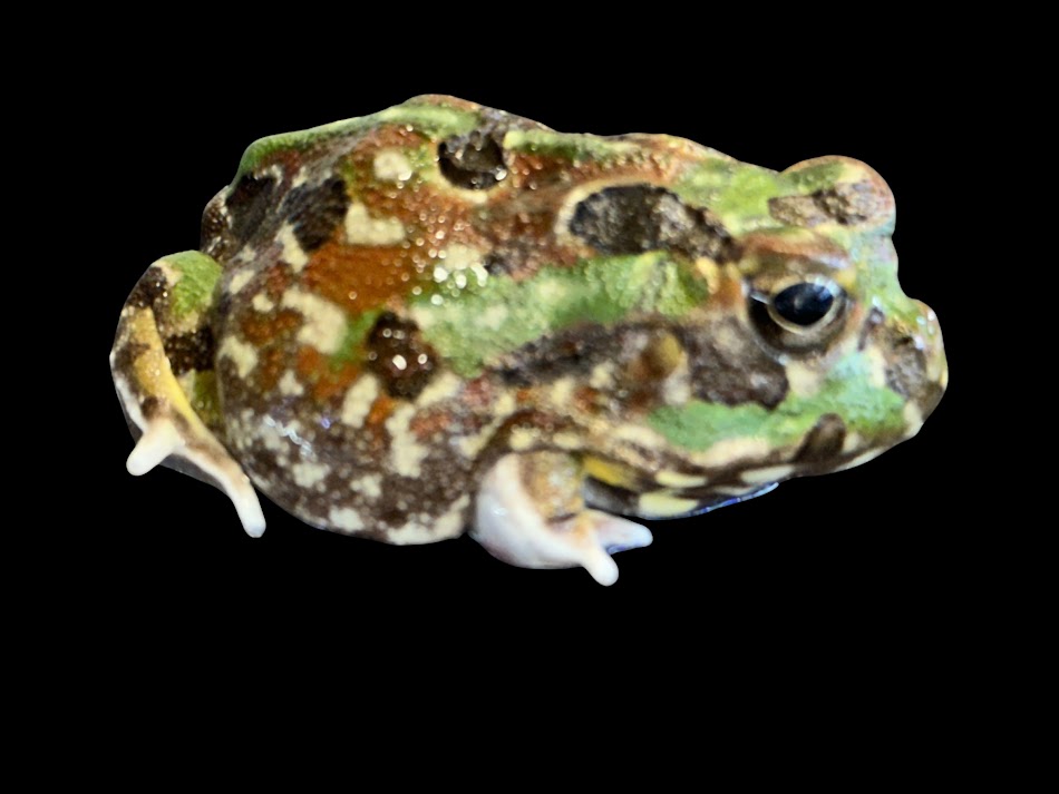 【BearsFrog】白墨ガエル パラグアイCB 刃針  約5～6ｃｍ 1匹