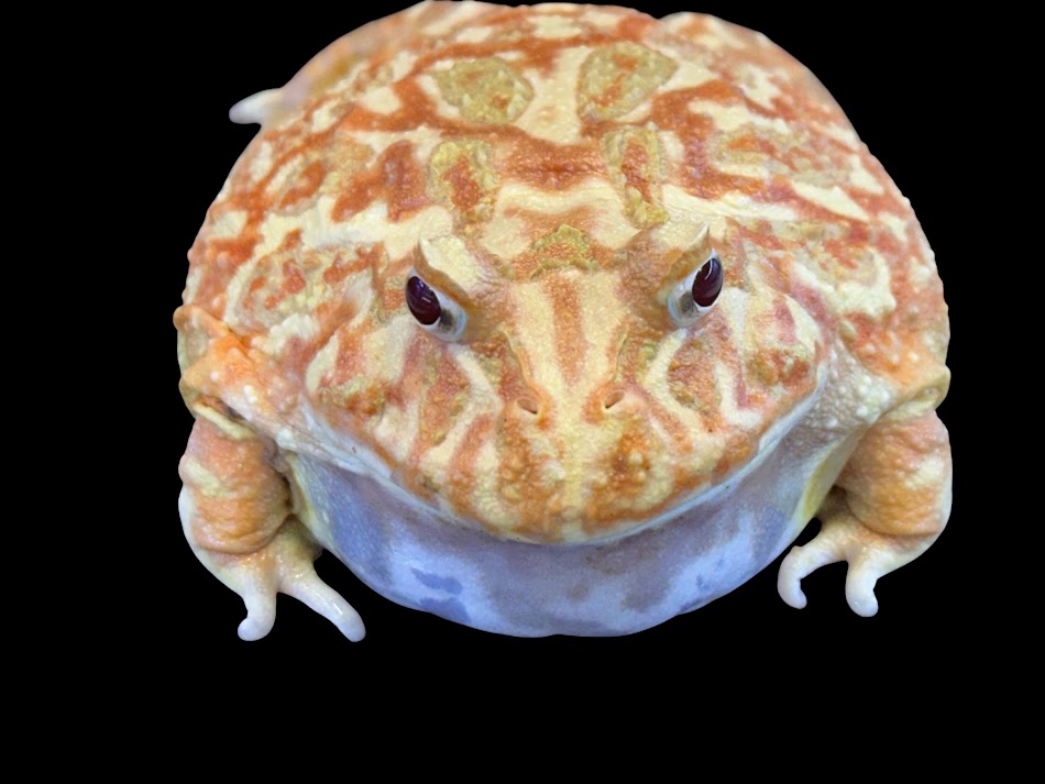 【BearsFrog】クランウェルツノガエル オランダ苺 杏 白化個体 牡 国内CB 約7～8ｃｍ 1匹