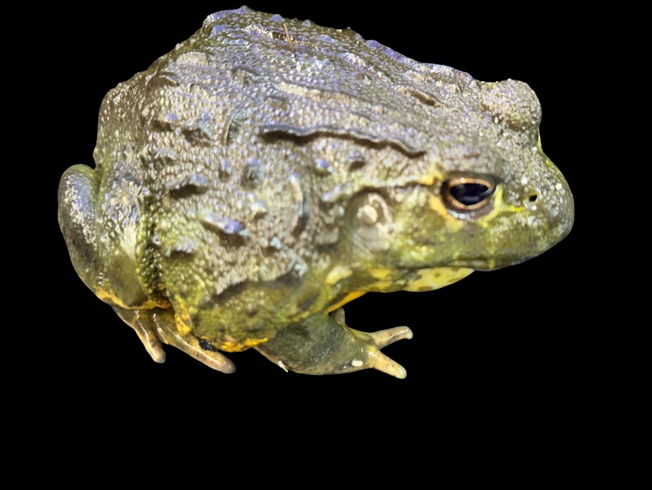 【BearsFrog】アフリカウシガエル 韓国CB 約7~9ｃｍ 1匹 訳蟻B品