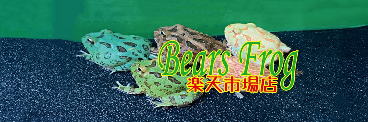 BearsFrog ŷԾŹŹǤŪʸΤΤޤǼ·Ƥޤ