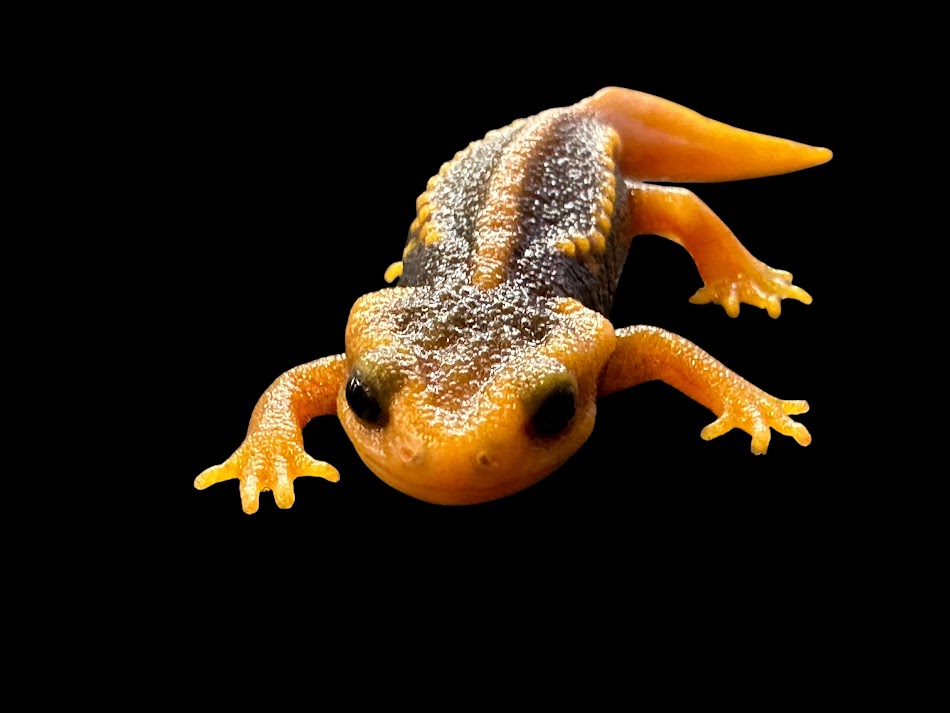 【BearsFrog】アメイロイボイモリ 3匹 国内CB 約6～７ｃｍ