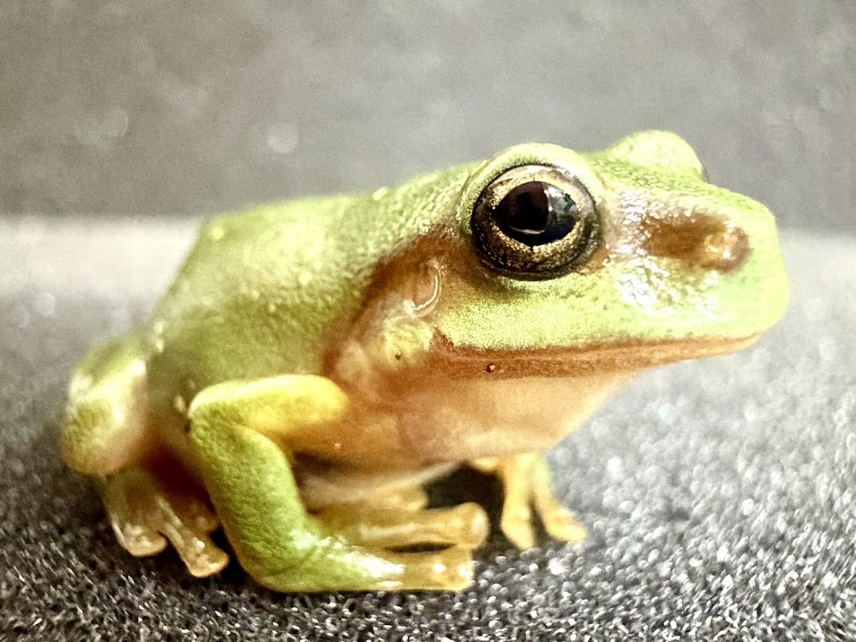 【BearsFrog】ズキンアメガエル  もの言う花 約3～4ｃｍ 1匹 国内CB