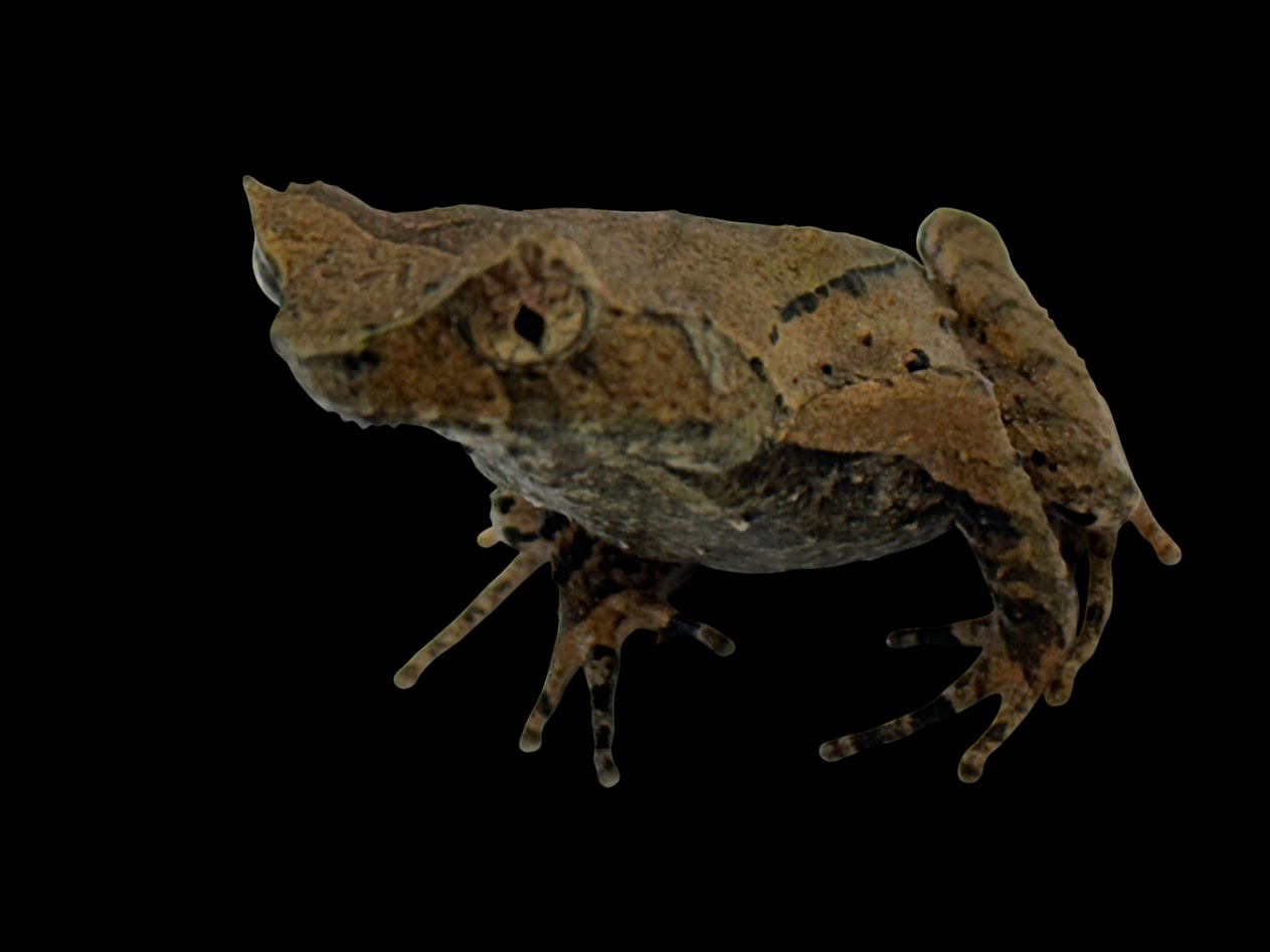 【BearsFrog】マレーコノハガエル 約4～5ｃｍ 1匹