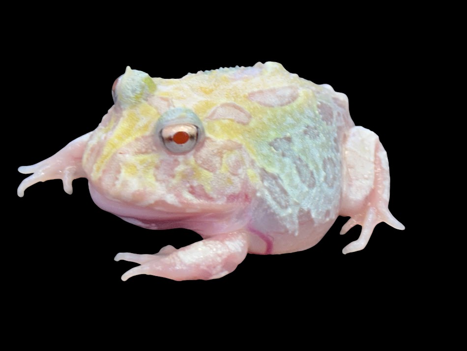 【BearsFrog】クランウェルツノガエル 突然変異体  訳蟻B品 約5ｃｍ 1匹