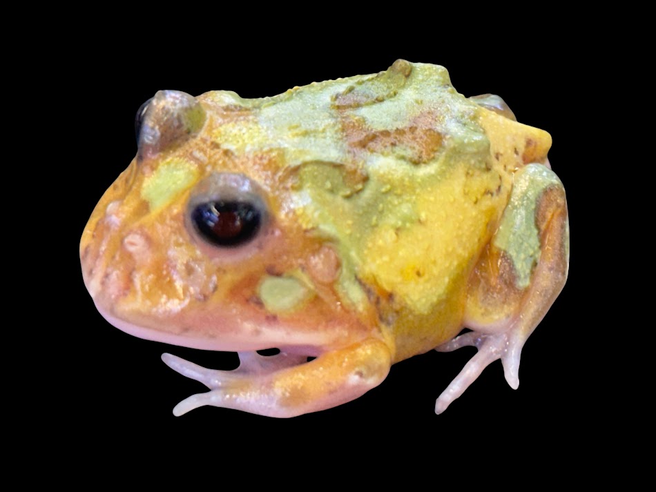 【BearsFrog】クランウェルツノガエル 突然変異体 エクリプスアイ 約5ｃｍ 1匹