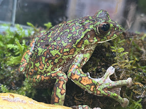 【BearsFrog】モリアオガエル 室内用便器 約５～７珊 1匹