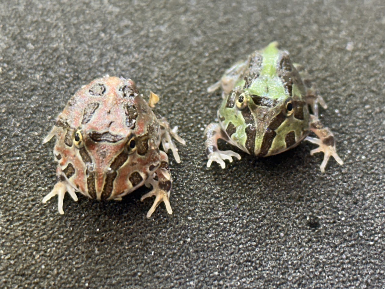 【BearsFrog】ホオチャコツノガエル（白墨ガエル×ホオコケツノガエル）緑であること系＆赤銅色系  約2～2.5ｃｍ 2匹仕掛ける！