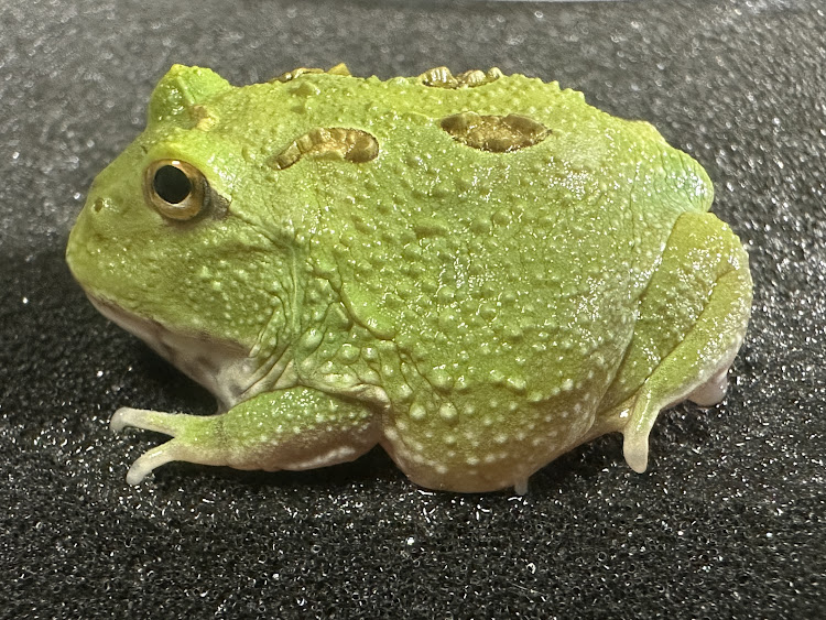 楽天市場】【BearsFrog】クランウェルツノガエル レモン 4