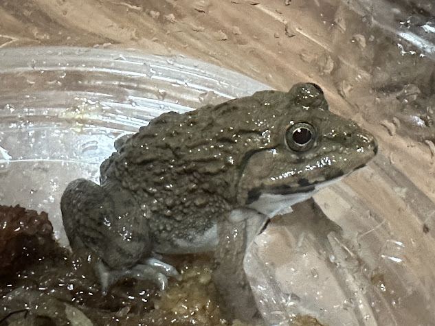 楽天市場】【BearsFrog】バロンアデガエル マンテラ 約2～3cm 1匹