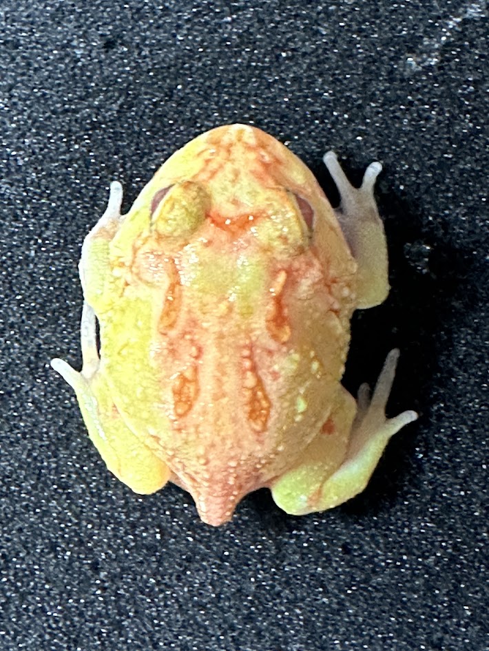 楽天市場】【BearsFrog】クランウェルツノガエル ライムグリーン