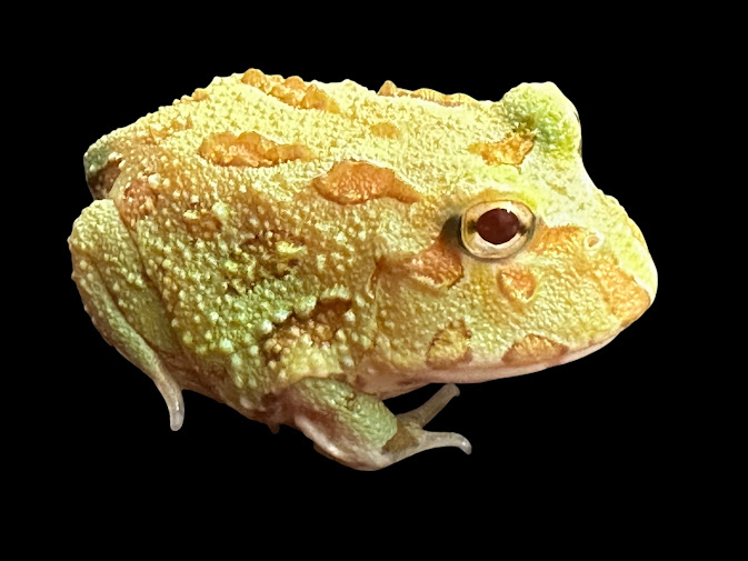 【楽天市場】【BearsFrog】クランウェルツノガエル パステル ルビーアイ 国内CB 約3cm 1匹：BearsFrog 楽天市場店